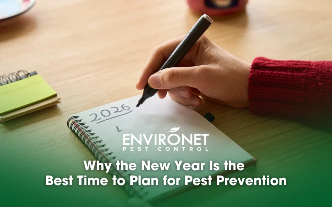 Why the New Year Is the Best Time to Plan for Pest Prevention