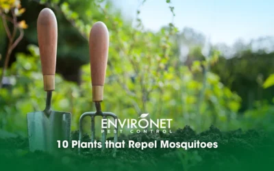 10 Plants that Repel Mosquitoes