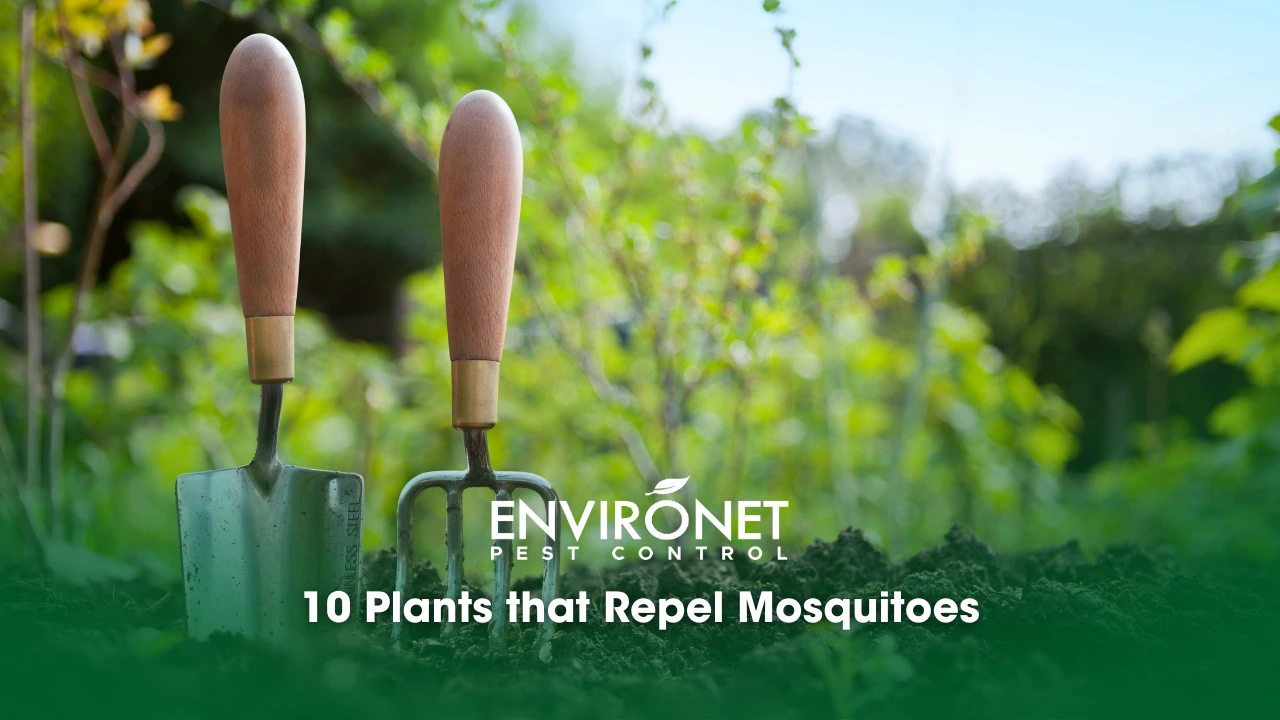 plants that repel mosquitoes in the garden