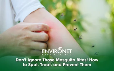 Don’t Ignore Those Mosquito Bites! How to Spot, Treat, and Prevent Them