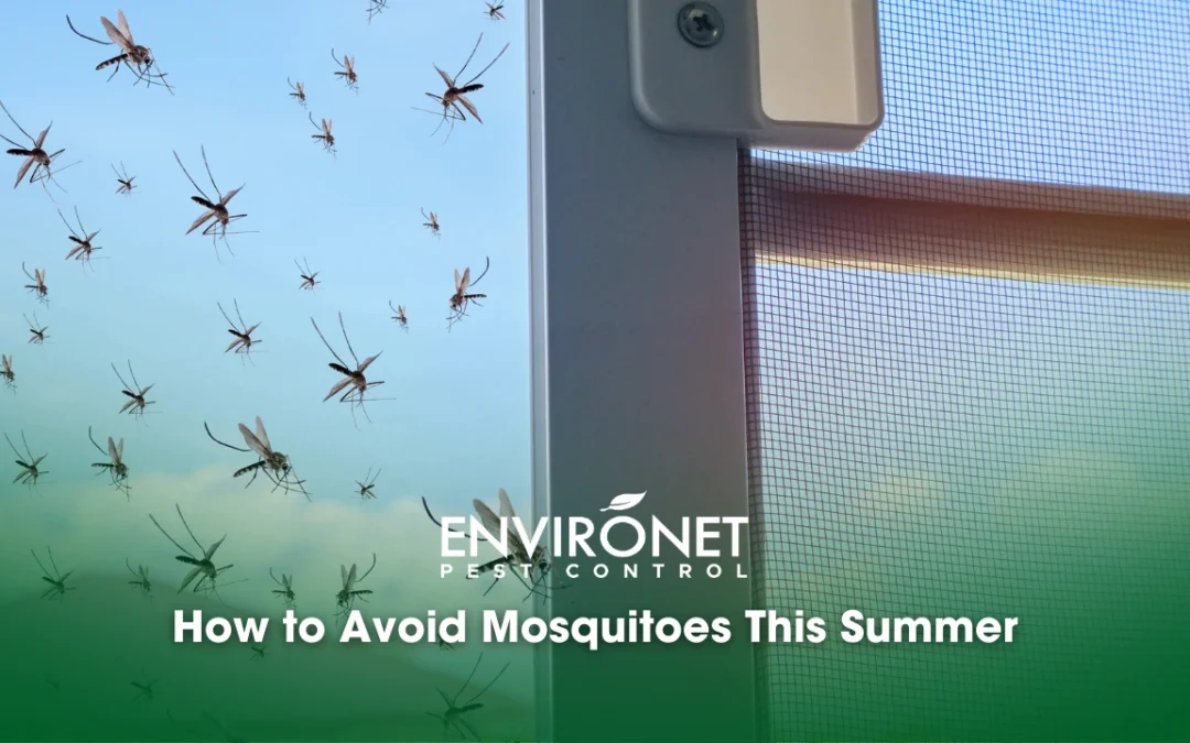 How to Avoid Mosquitoes This Summer