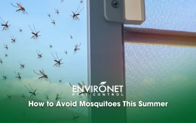How to Avoid Mosquitoes This Summer