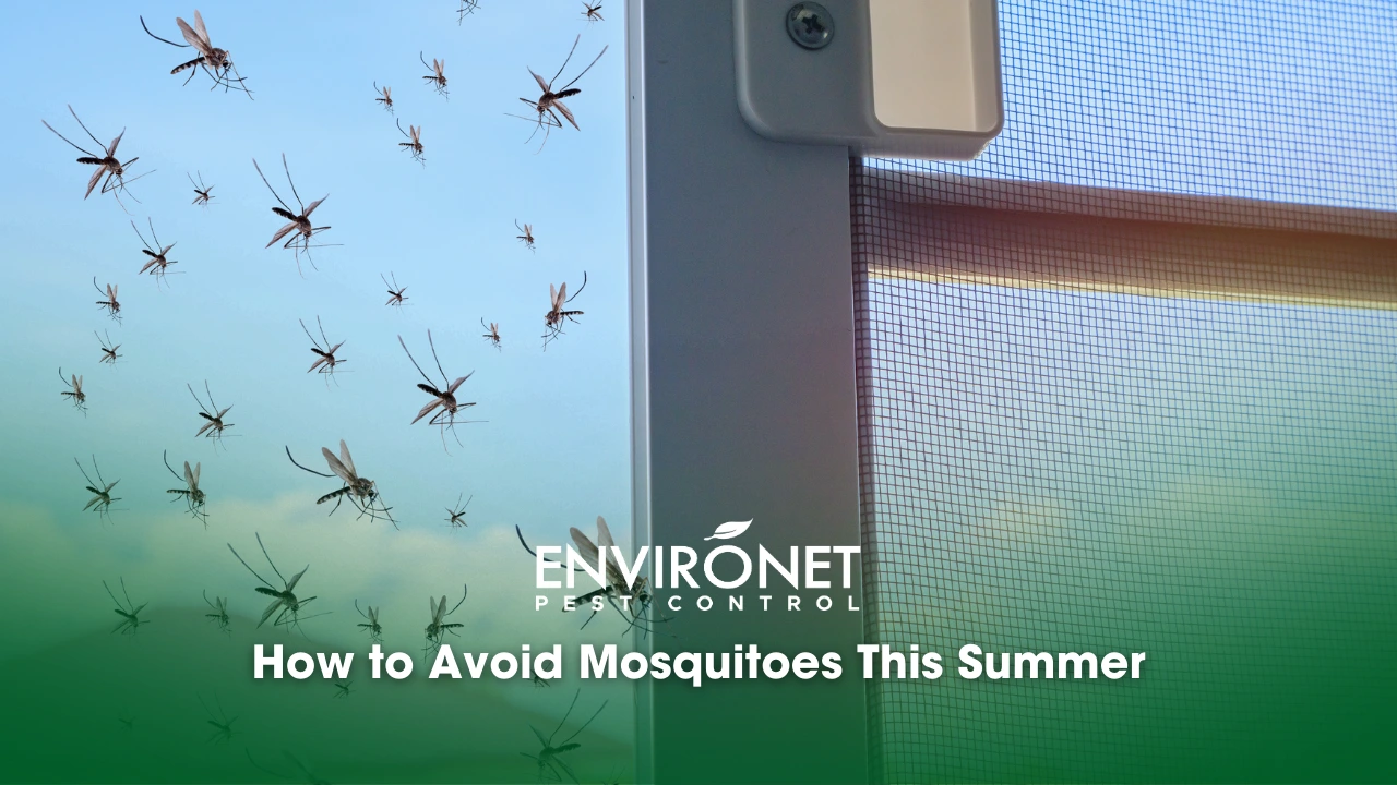 many mosquitoes are flying in the house while insect net was opened