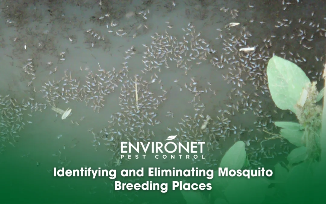 Identifying and Eliminating Mosquito Breeding Places