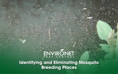 Identifying and Eliminating Mosquito Breeding Places