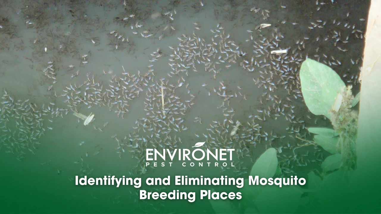 mosquito breeding place