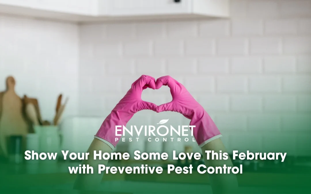 Show Your Home Some Love This February with Preventive Pest Control
