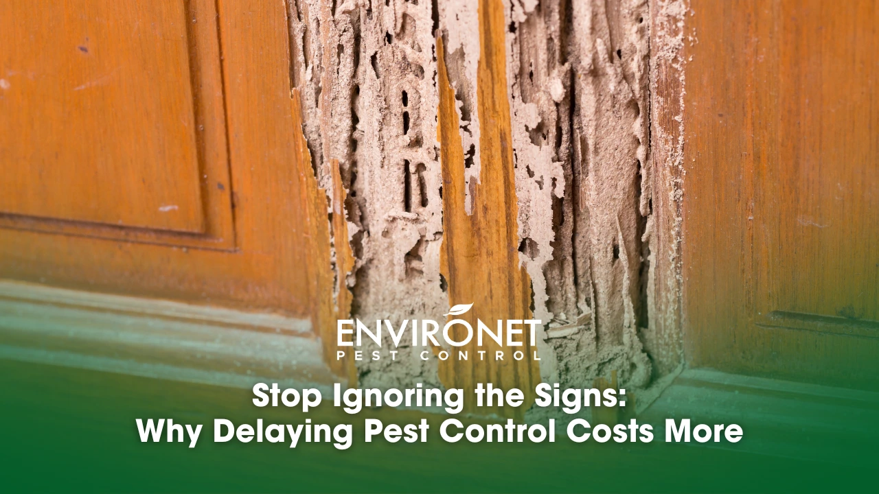 wood damage caused by termites