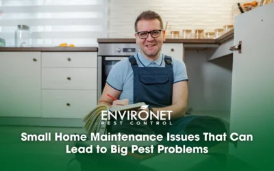 Small Home Maintenance Issues That Can Lead to Big Pest Problems