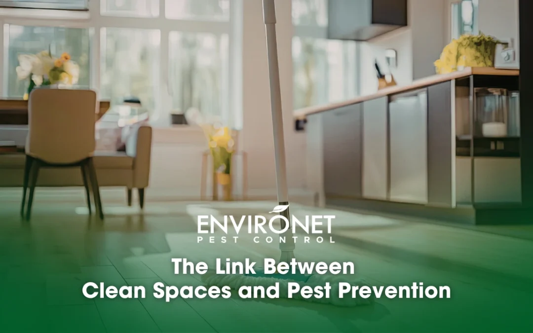 The Link Between Clean Spaces and Pest Prevention
