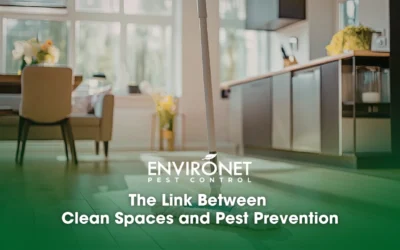 The Link Between Clean Spaces and Pest Prevention