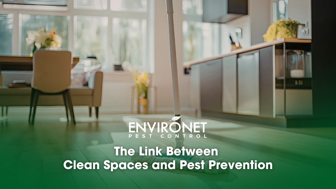 a clean and pest-free space