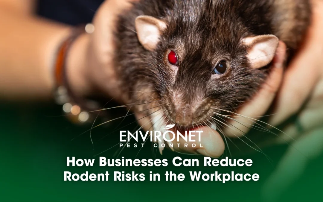 How Businesses Can Reduce Rodent Risks in the Workplace