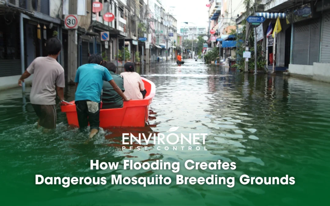 How Flooding Creates Dangerous Mosquito Breeding Grounds