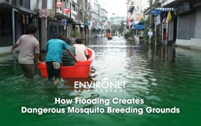 How Flooding Creates Dangerous Mosquito Breeding Grounds