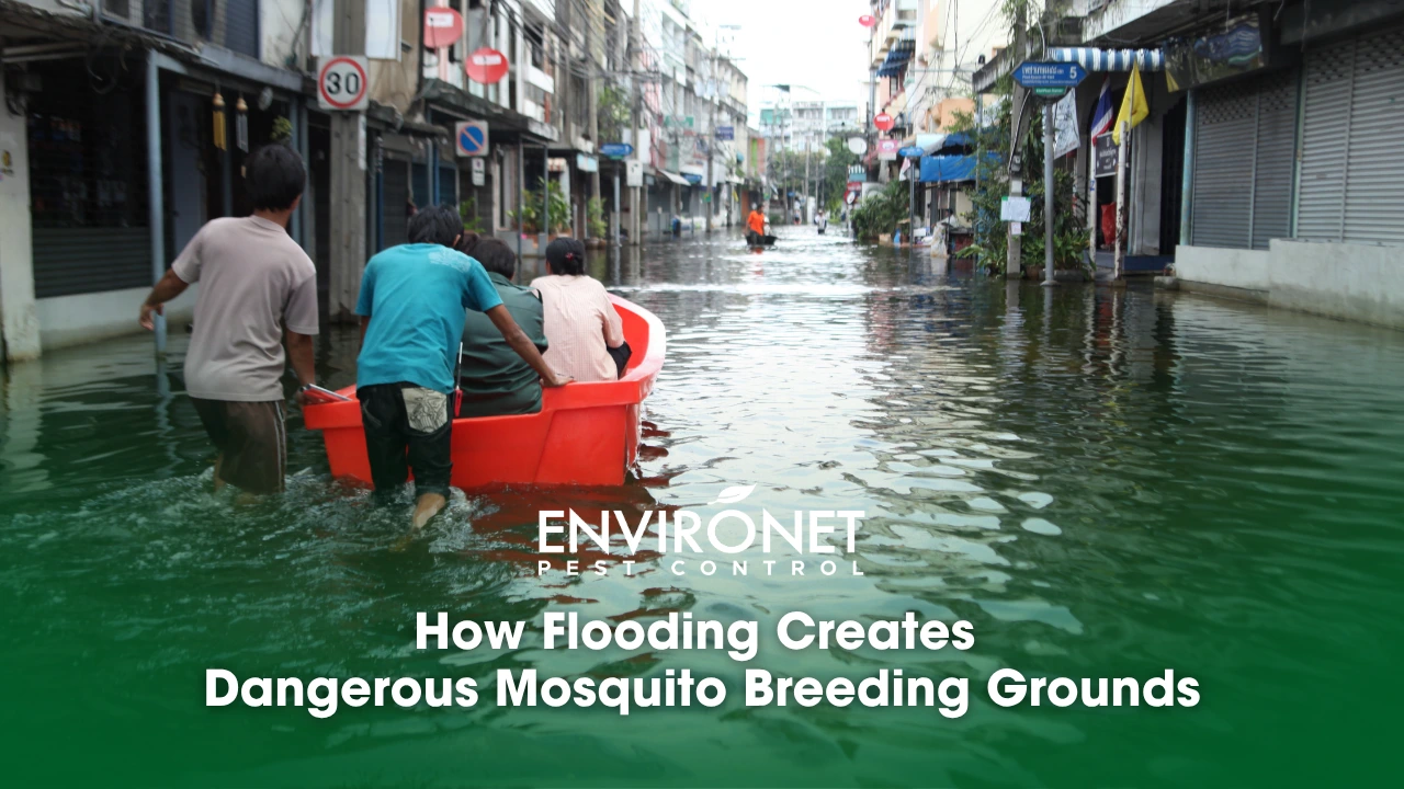 flood in streets