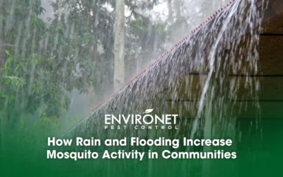 How Rain and Flooding Increase Mosquito Activity in Communities