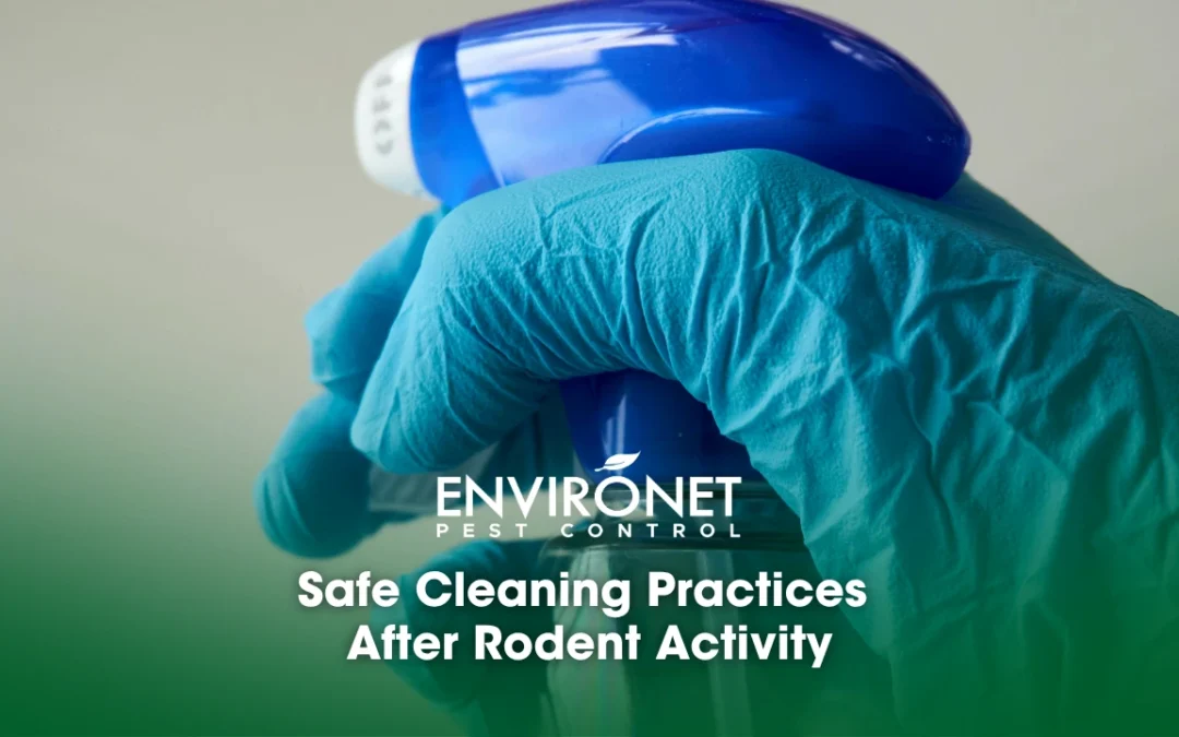 Safe Cleaning Practices After Rodent Activity