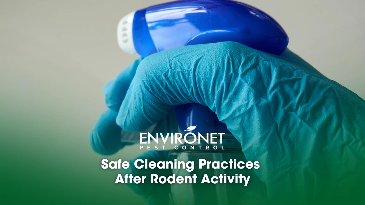 Safe cleaning practices after rodent activity: a spray bottle and a hand with a blue glove