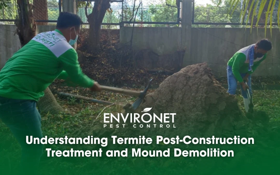 Understanding Termite Post-Construction Treatment and Mound Demolition