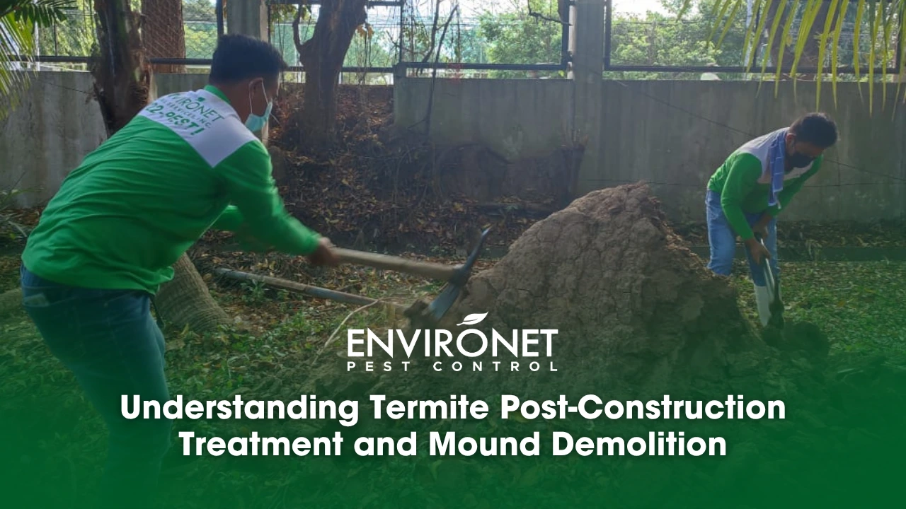2 technicians doing termite mound demolition