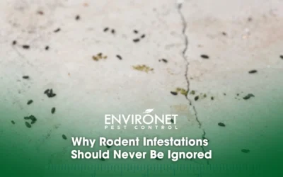 Why Rodent Infestations Should Never Be Ignored
