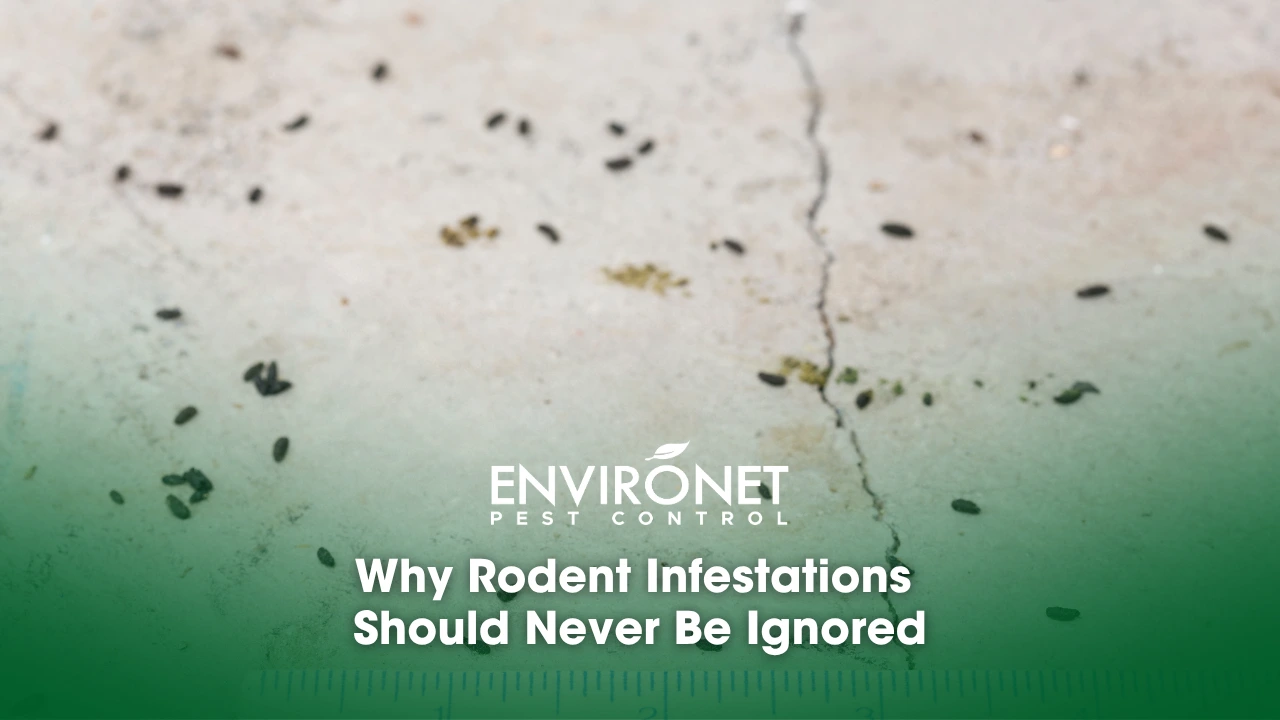 rodents' dropping due to rodent infestations