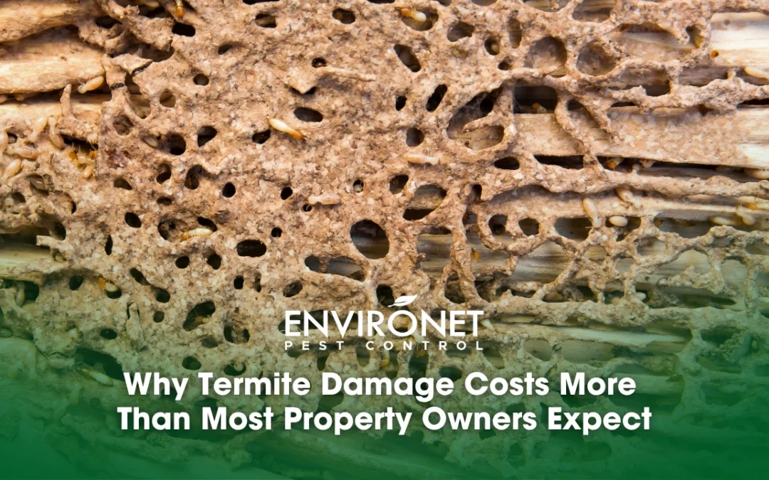 Why Termite Damage Costs More Than Most Property Owners Expect