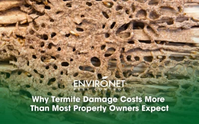 Why Termite Damage Costs More Than Most Property Owners Expect