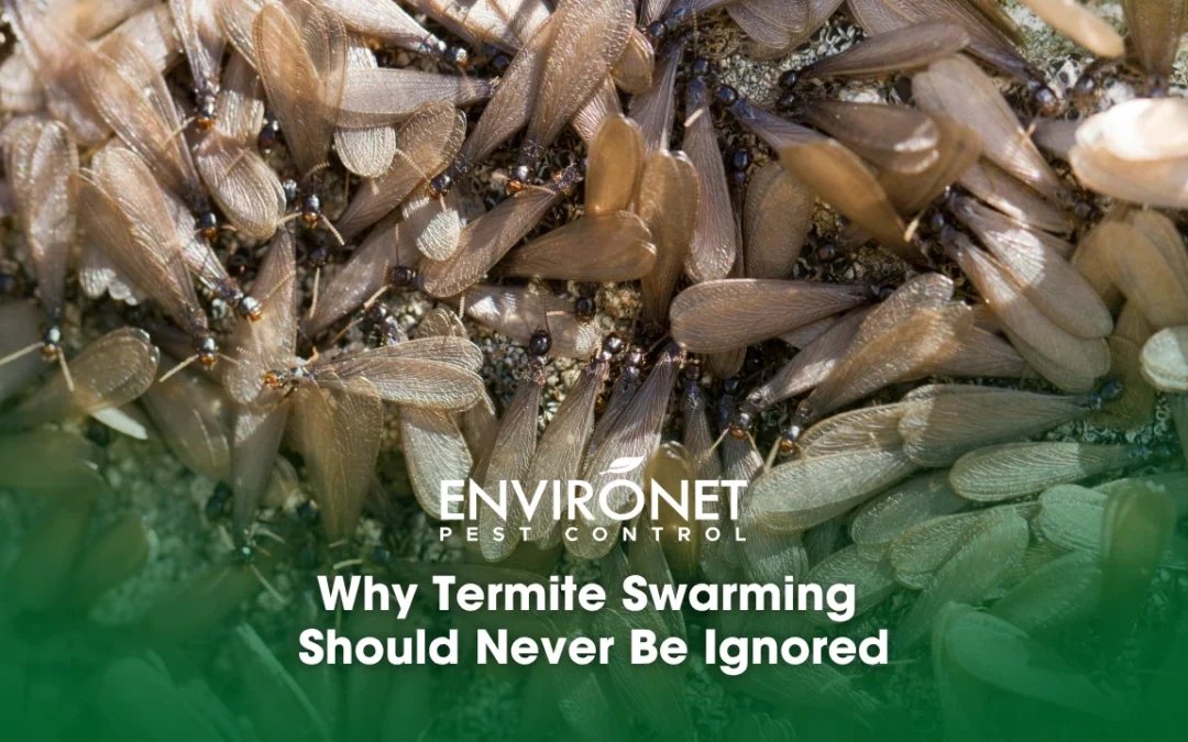 Protecting Your Property: Why Termite Swarming Should Never Be Ignored