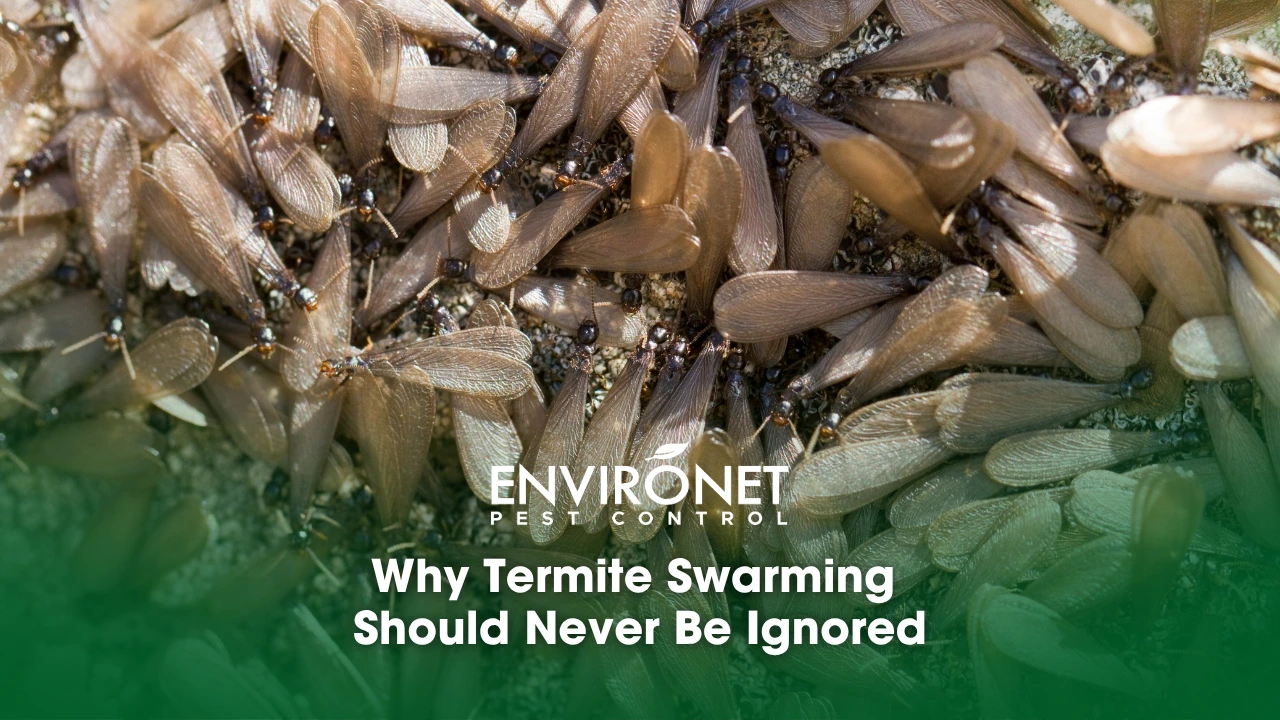 hundreds of termite swarmers