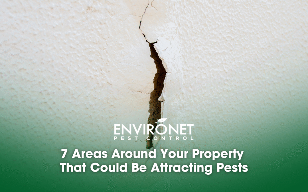 7 Areas Around Your Property That Could Be Attracting Pests