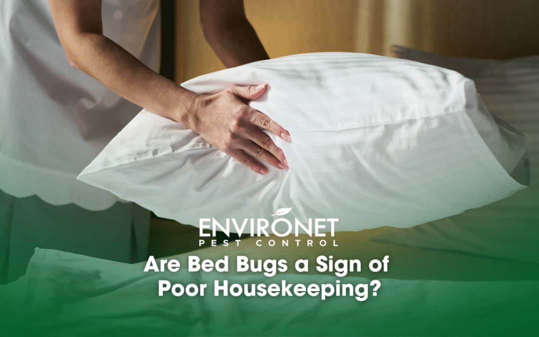 Are Bed Bugs a Sign of Poor Housekeeping?