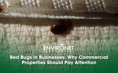 Bed Bugs in Businesses: Why Commercial Properties Should Pay Attention
