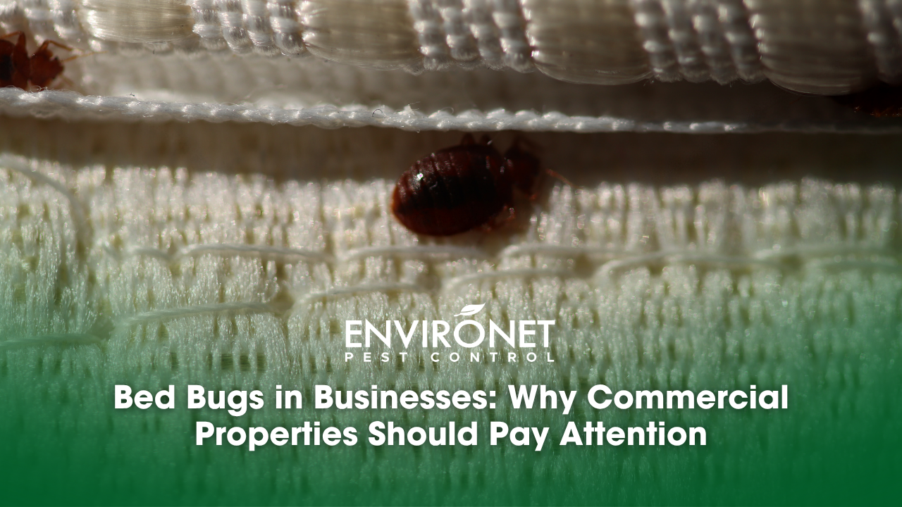 bed bugs in the bed