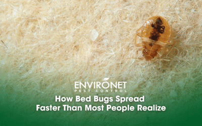 How Bed Bugs Spread Faster Than Most People Realize