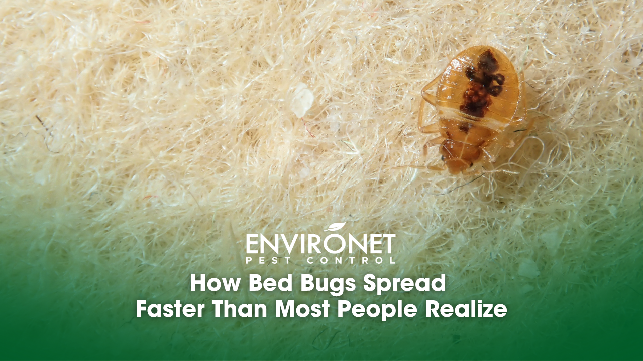 a bed bug on a rough surface