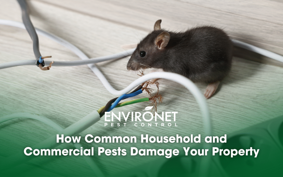 How Common Household and Commercial Pests Damage Your Property