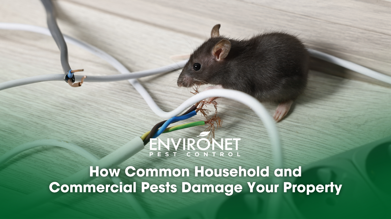 rat near chewed electric wire on floor indoors
