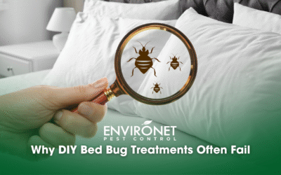 Why DIY Bed Bug Treatments Often Fail