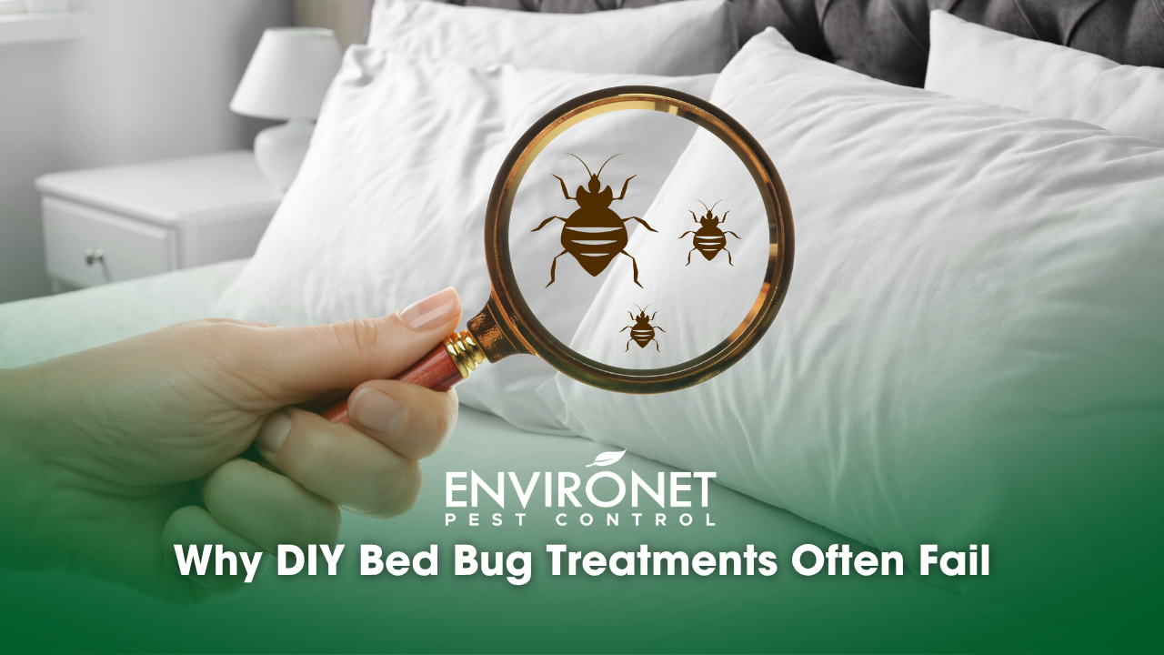 a hand holding a magnifying glass showing bed bugs in a bed