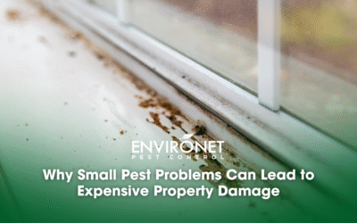 Why Small Pest Problems Can Lead to Expensive Property Damage