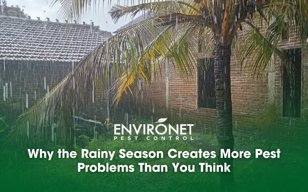 Why the Rainy Season Creates More Pest Problems Than You Think