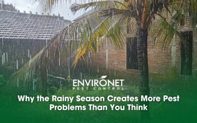 Why the Rainy Season Creates More Pest Problems Than You Think