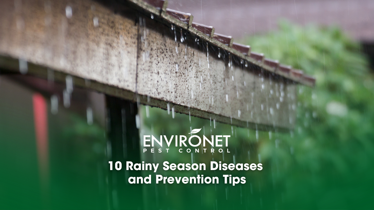 heavy rain on a wooden roof image for common diseases during rainy season or rainy season diseases