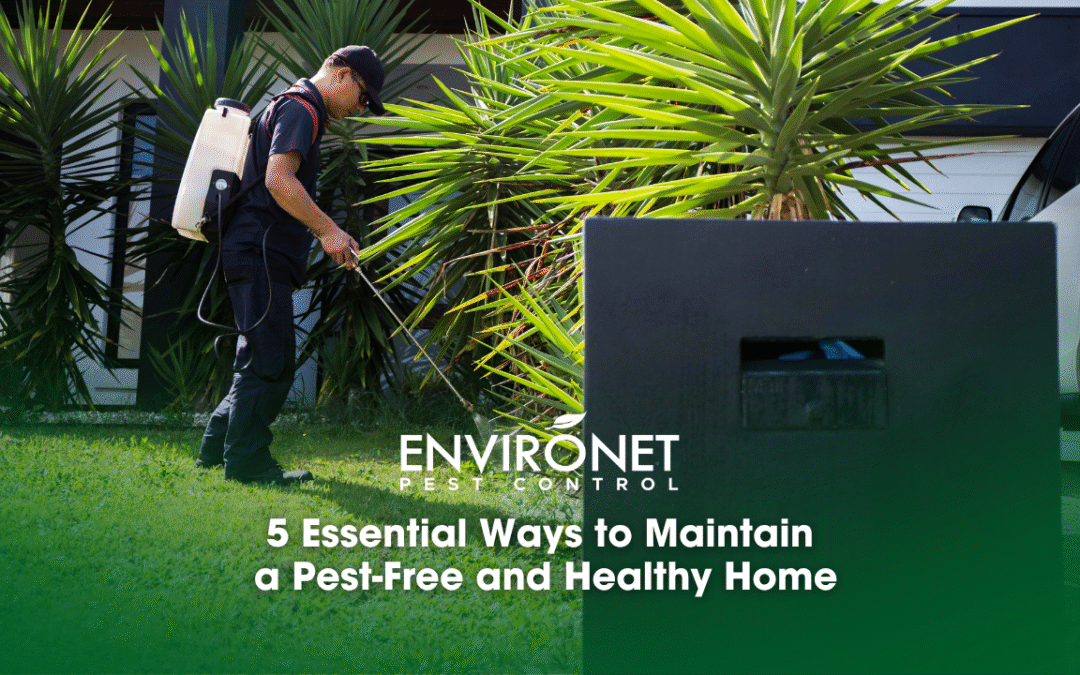 5 Essential Ways to Maintain a Pest-Free and Healthy Home