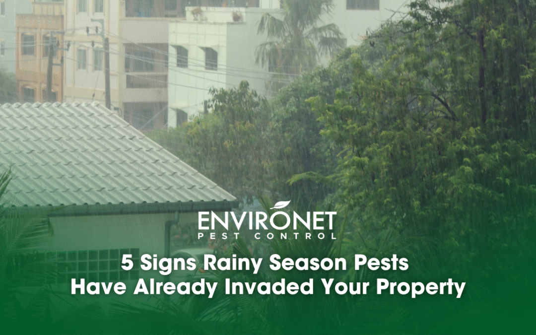 5 Signs Rainy Season Pests Have Already Invaded Your Property