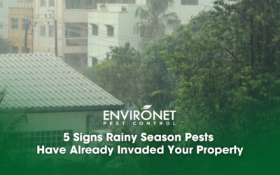 5 Signs Rainy Season Pests Have Already Invaded Your Property