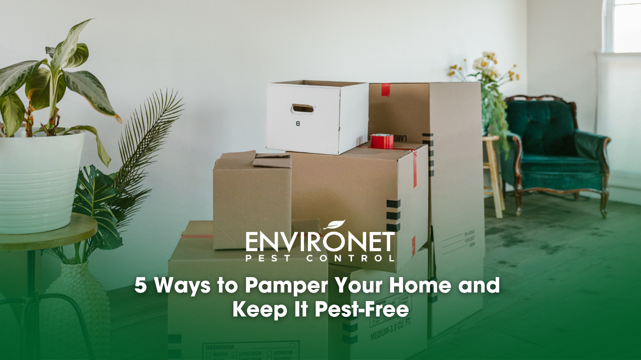 Stacked moving boxes in a room, symbolizing organization and preparation for a pest-free home environment.