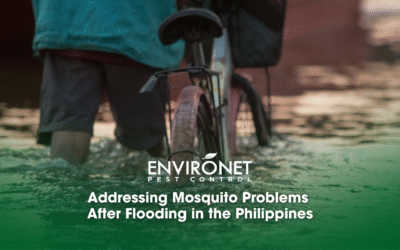 Addressing Mosquito Problems After Flooding